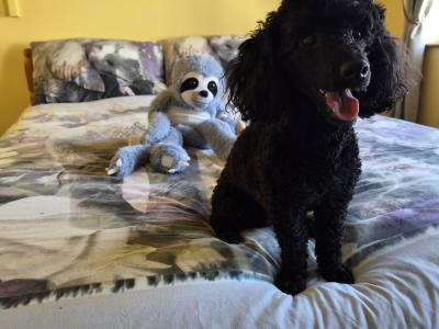 🐩 Stunning KC Registered Black Toy Poodle available for Stud 🐩