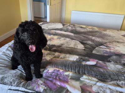 🐩 Stunning KC Registered Black Toy Poodle available for Stud 🐩