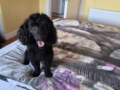 🐩 Stunning KC Registered Black Toy Poodle available for Stud 🐩