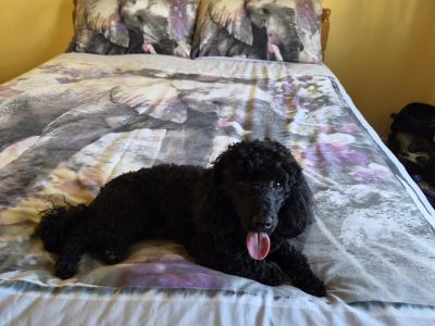 🐩 Stunning KC Registered Black Toy Poodle available for Stud 🐩