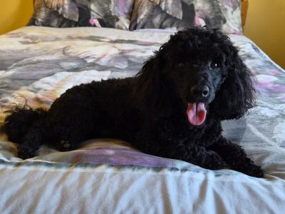🐩 Stunning KC Registered Black Toy Poodle available for Stud 🐩