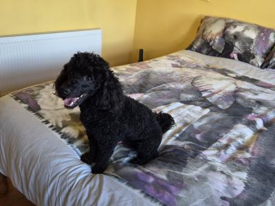 🐩 Stunning KC Registered Black Toy Poodle available for Stud 🐩