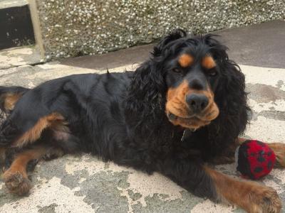 Teddy a Beautiful Cocker Spaniel is now available for stud