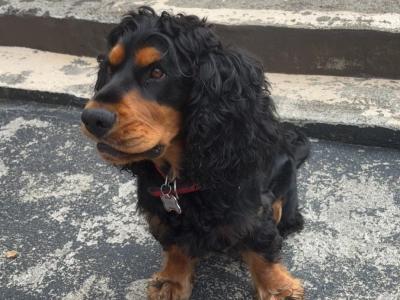 Teddy a Beautiful Cocker Spaniel is now available for stud