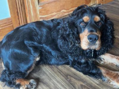 Teddy a Beautiful Cocker Spaniel is now available for stud