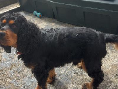 Teddy a Beautiful Cocker Spaniel is now available for stud