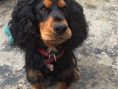 Teddy a Beautiful Cocker Spaniel is now available for stud