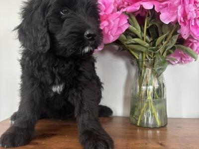 Stunning Bernedoodle puppies in Tipperary
