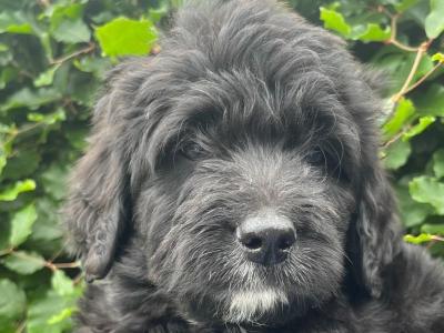 Stunning Bernedoodle puppies in Tipperary