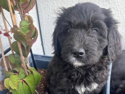 Stunning Bernedoodle puppies in Tipperary