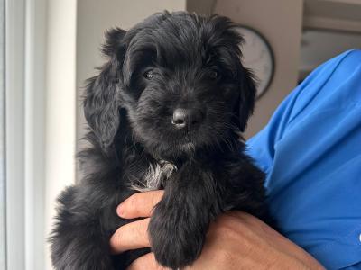 Stunning Bernedoodle puppies in Tipperary