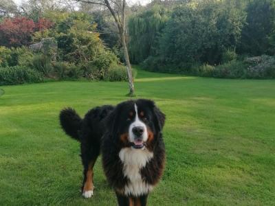 Stunning Bernedoodle puppies in Tipperary