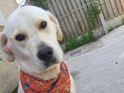 Beautiful Purebred male Golden Labrador Retriever puppy 9 months old in Laois