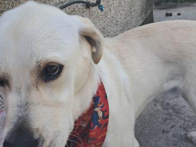 Beautiful Purebred male Golden Labrador Retriever puppy 9 months old in Laois