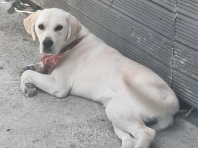 Beautiful Purebred male Golden Labrador Retriever puppy 9 months old in Laois