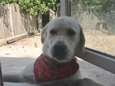Beautiful Purebred male Golden Labrador Retriever puppy 9 months old in Laois