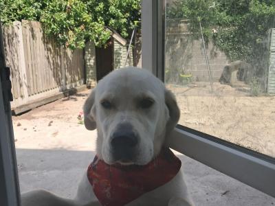 Beautiful Purebred male Golden Labrador Retriever puppy 9 months old in Laois