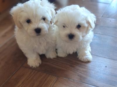 Purebred Maltese puppies for sale in Limerick