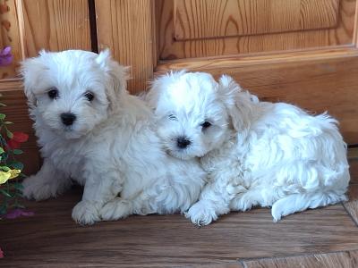 Purebred Maltese puppies for sale in Limerick