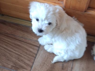 Purebred Maltese puppies for sale in Limerick
