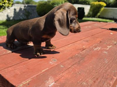 IKC Registered (pending) Miniature Smooth Haired Dachshund puppies for sale in Tipperary - €1300