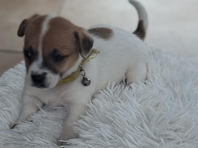 Jack Russell puppies, Bruno, Rosie and Jim in Cork