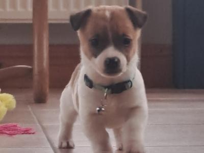 Jack Russell puppies, Bruno, Rosie and Jim in Cork