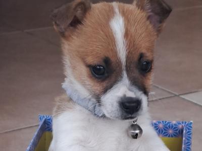 Jack Russell puppies, Bruno, Rosie and Jim in Cork