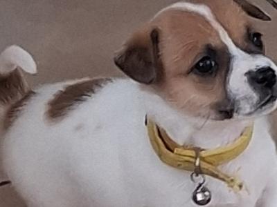 Jack Russell puppies, Bruno, Rosie and Jim in Cork