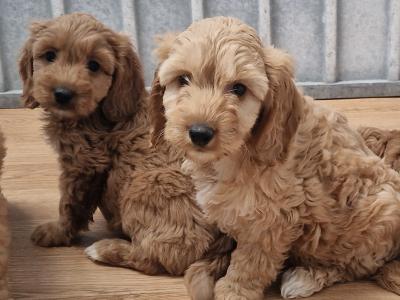 Only one female Cockapoo puppy left in Wexford