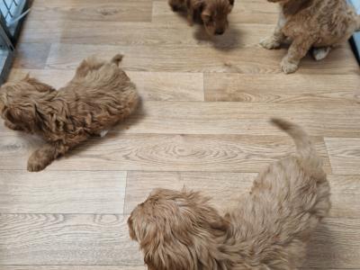 Only one female Cockapoo puppy left in Wexford