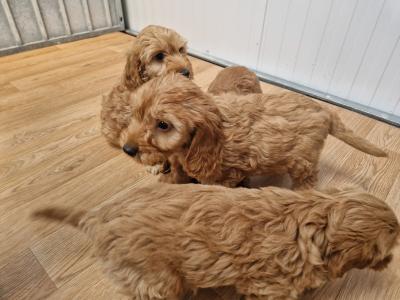 Only one female Cockapoo puppy left in Wexford