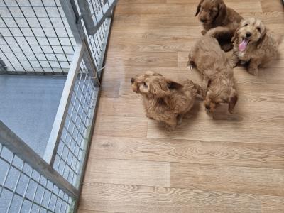 Only one female Cockapoo puppy left in Wexford