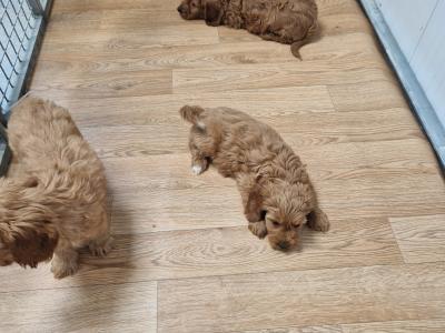 Only one female Cockapoo puppy left in Wexford