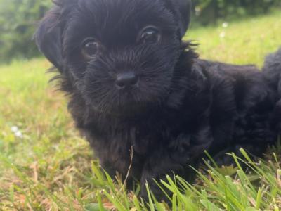 Beautiful Malshi pups  looking for their new homes wormed and vaccinated