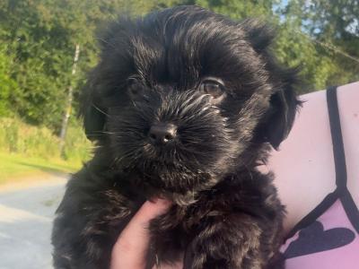 Beautiful Malshi pups  looking for their new homes wormed and vaccinated