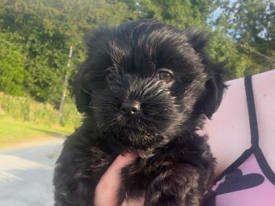 Beautiful Malshi puppies in Donegal are looking for their new homes