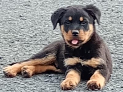 Rottweiler puppies in Kilkenny