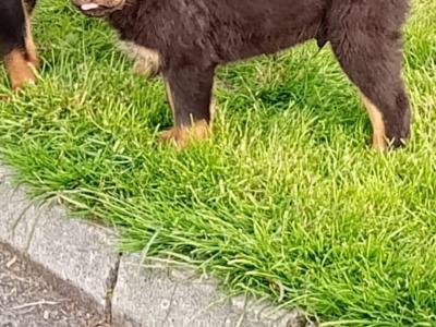 Rottweiler puppies in Kilkenny