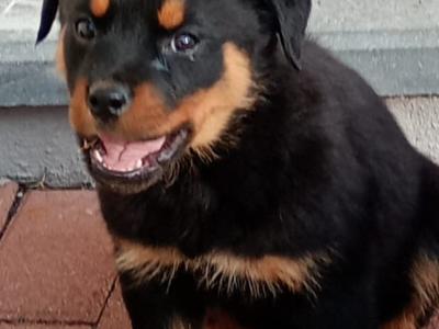 Rottweiler puppies in Kilkenny