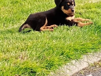 Rottweiler puppies in Kilkenny