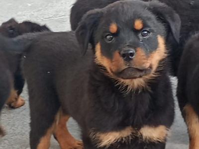 Rottweiler puppies in Kilkenny