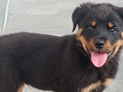 Rottweiler puppies in Kilkenny