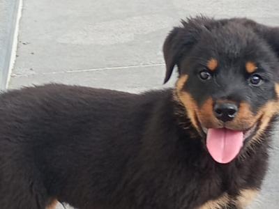 Rottweiler puppies in Kilkenny