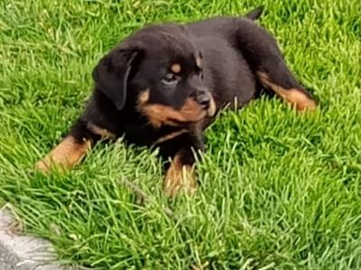 Rottweiler puppies in Kilkenny