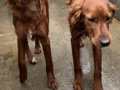 Male & female Red Setter puppies 10 months old in Kilkenny