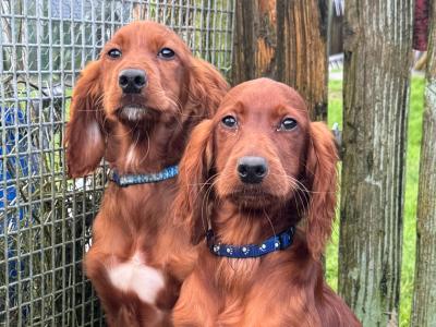 Male & female Red Setter puppies 10 months old in Kilkenny