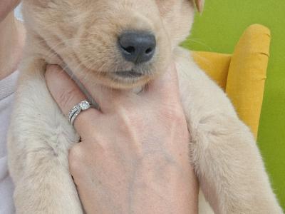 Labrador x Siberian Husky puppies in Wexford