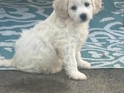 Cavapoochon (Bichon Frise x Cavapoo) puppies in Carlow