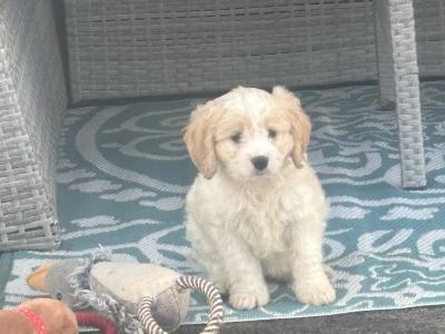 Cavapoochon (Bichon Frise x Cavapoo) puppies in Carlow
